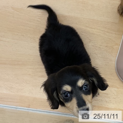 ミニチュア・ダックスフンドの写真