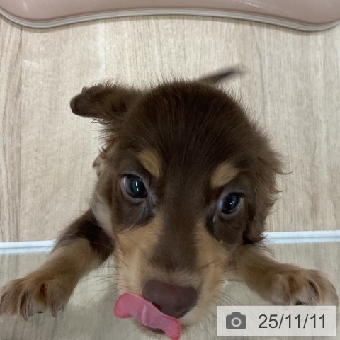 ミニチュア・ダックスフンドの写真