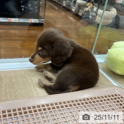 ミニチュア・ダックスフンドの写真