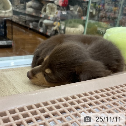 ミニチュア・ダックスフンドの写真