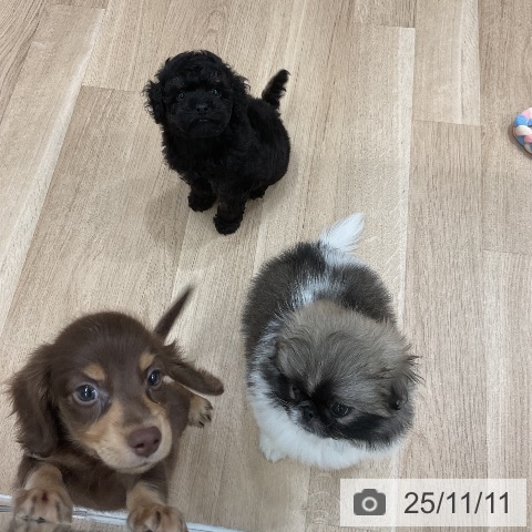 ミニチュア・ダックスフンドの写真