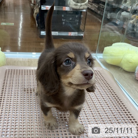 ミニチュア・ダックスフンドの写真