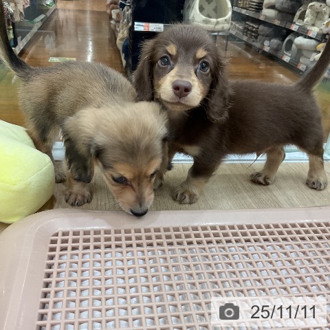 ミニチュア・ダックスフンドの写真