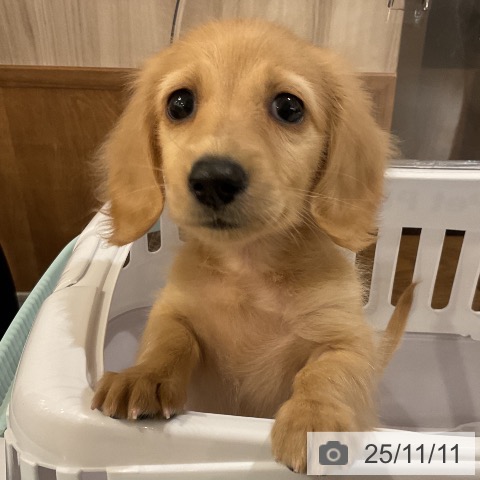 ミニチュア・ダックスフンドの写真