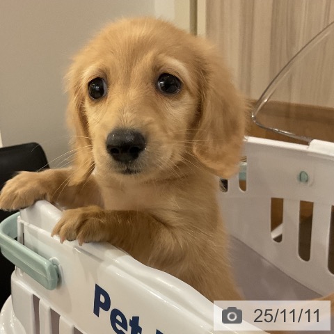 ミニチュア・ダックスフンドの写真