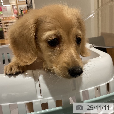 ミニチュア・ダックスフンドの写真