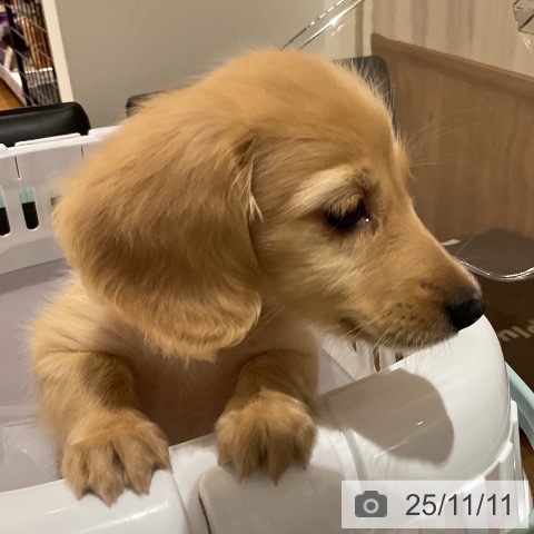 ミニチュア・ダックスフンドの写真