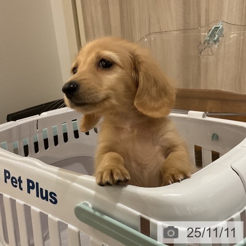 ミニチュア・ダックスフンドの写真