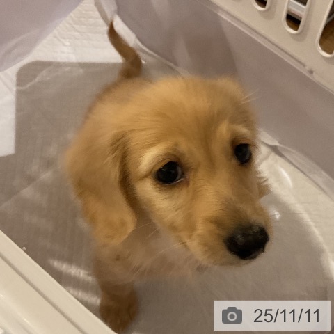 ミニチュア・ダックスフンドの写真