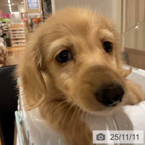 ミニチュア・ダックスフンドの写真