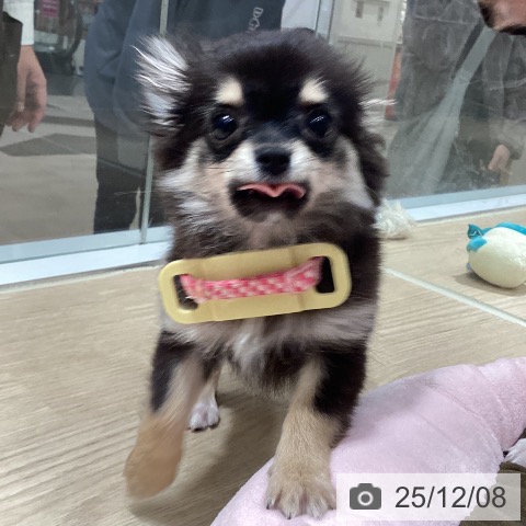 徳島県のチワワ(ロング) (ペットプラス 徳島店/2025年8月29日生まれ/女の子/ブラックタン)の子犬の4枚目の画像