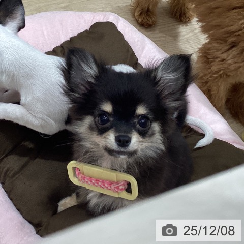 徳島県のチワワ(ロング) (ペットプラス 徳島店/2025年8月29日生まれ/女の子/ブラックタン)の子犬の3枚目の画像