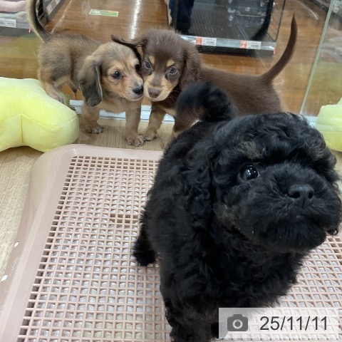 トイ・プードルの写真