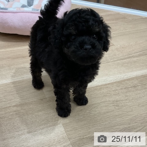 トイ・プードルの写真