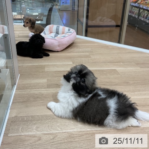 トイ・プードルの写真