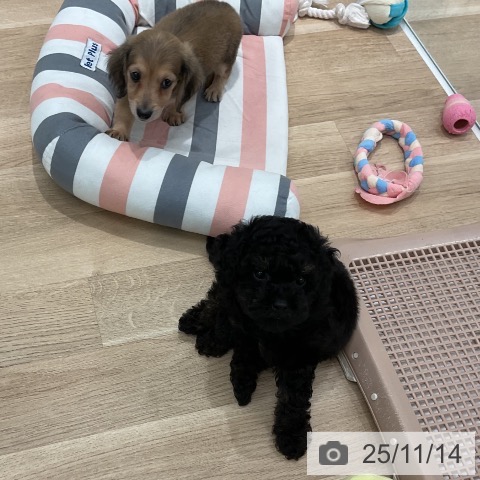 トイ・プードルの写真