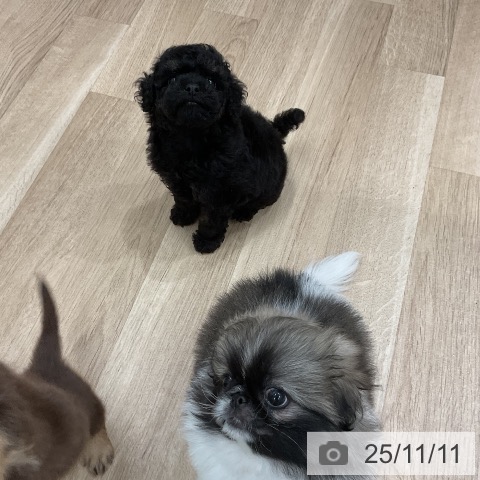 トイ・プードルの写真