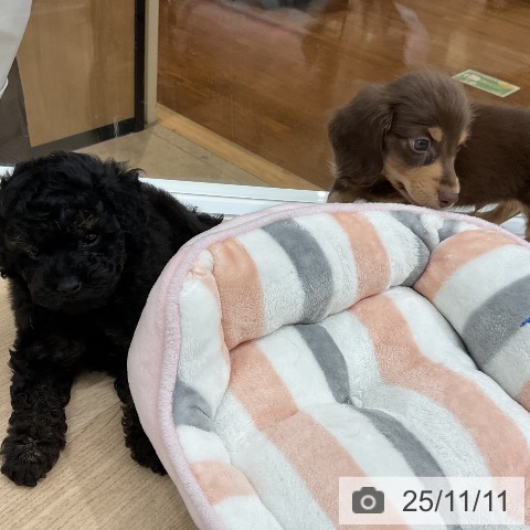 トイ・プードルの写真