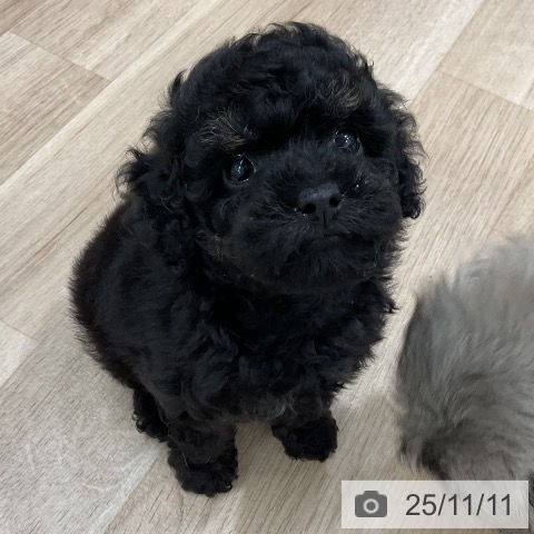 トイ・プードルの写真