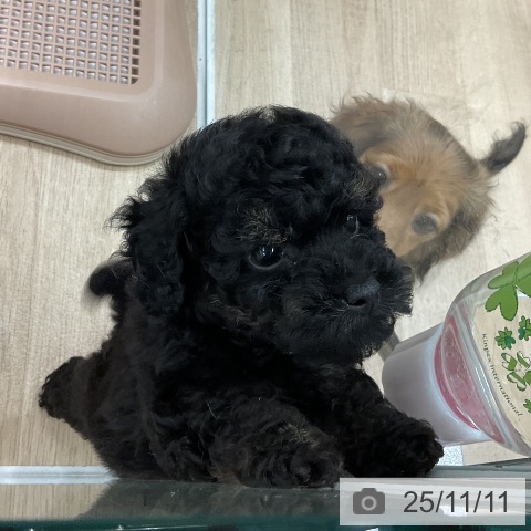 トイ・プードルの写真