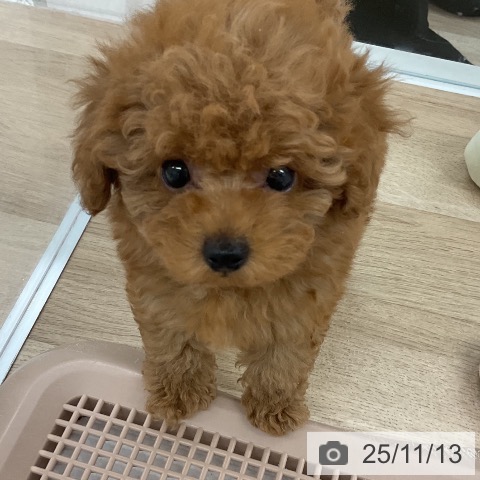 トイ・プードルの写真