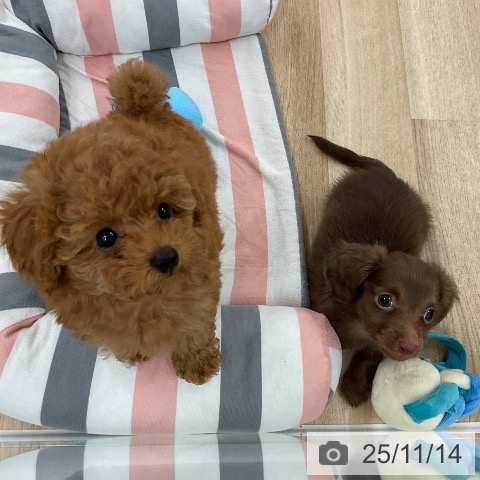 トイ・プードルの写真