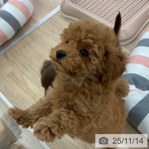 トイ・プードルの写真