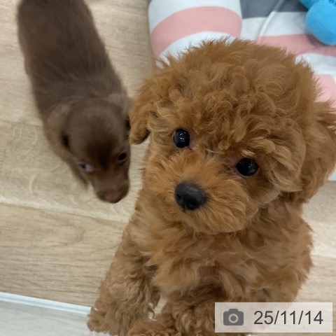 トイ・プードルの写真