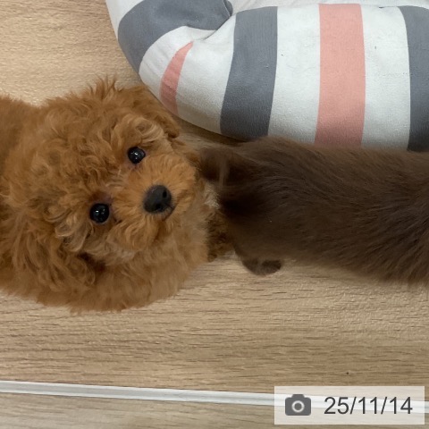 トイ・プードルの写真