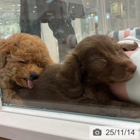 トイ・プードルの写真