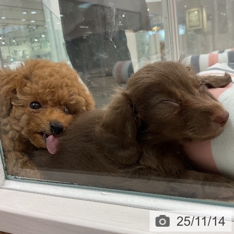 トイ・プードルの写真