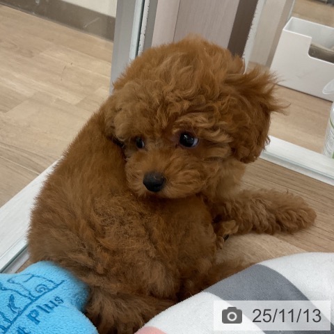 トイ・プードルの写真