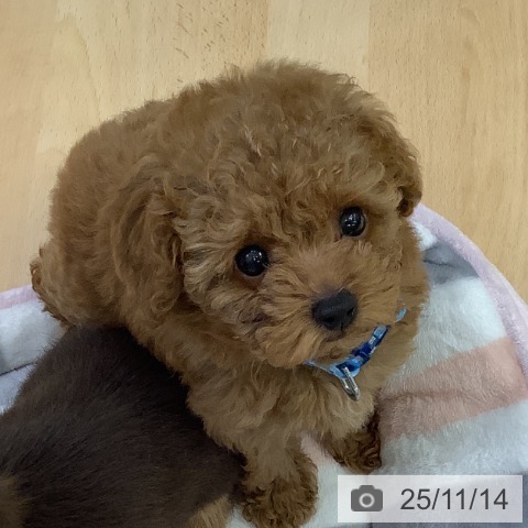 トイ・プードルの写真