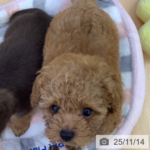 トイ・プードルの写真