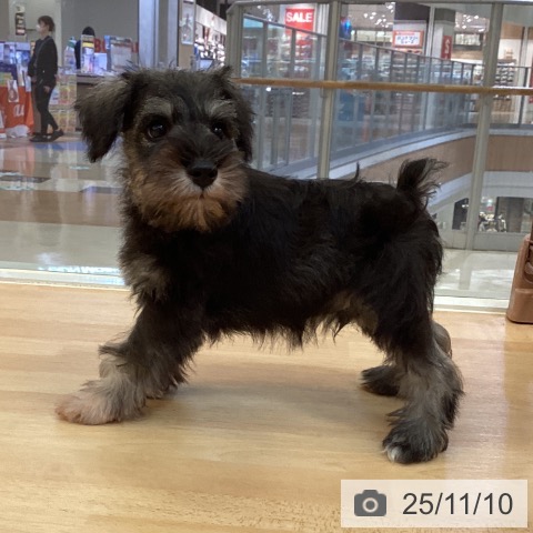 ミニチュア・シュナウザーの写真