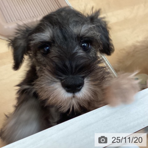 福岡県のミニチュアシュナウザー (ペットプラス 福岡伊都店/2025年9月10日生まれ/男の子/ソルトペッパー)の子犬の4枚目の画像