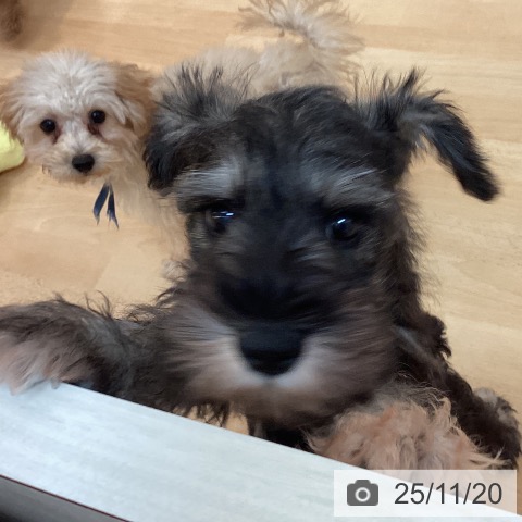 福岡県のミニチュアシュナウザー (ペットプラス 福岡伊都店/2025年9月10日生まれ/男の子/ソルトペッパー)の子犬の3枚目の画像