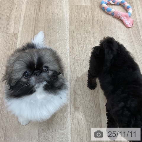 ペキニーズの写真