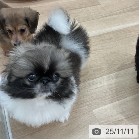 ペキニーズの写真