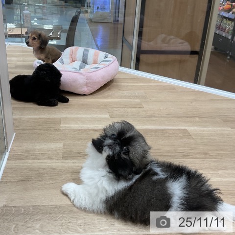 ペキニーズの写真