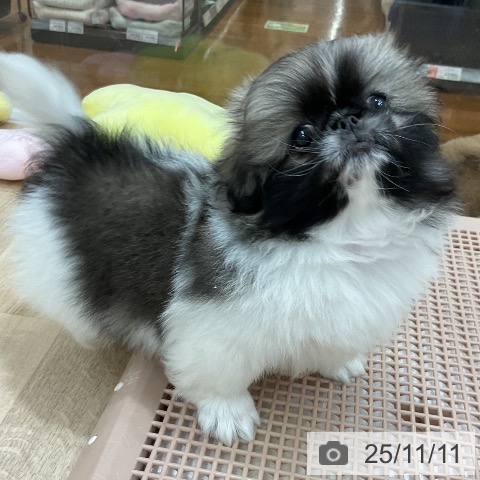 ペキニーズの写真