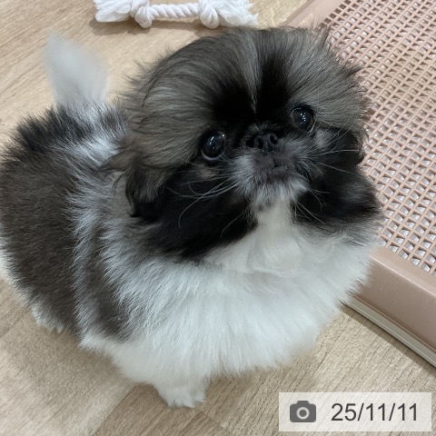 ペキニーズの写真