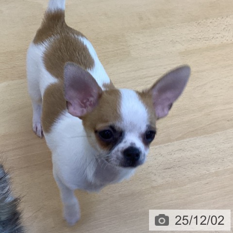 香川県のチワワ(ロング) (ペットプラス 綾川店/2025年9月11日生まれ/男の子/ホワイトレッド)の子犬の4枚目の画像