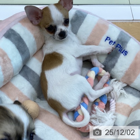 香川県のチワワ(ロング) (ペットプラス 綾川店/2025年9月11日生まれ/男の子/ホワイトレッド)の子犬の3枚目の画像