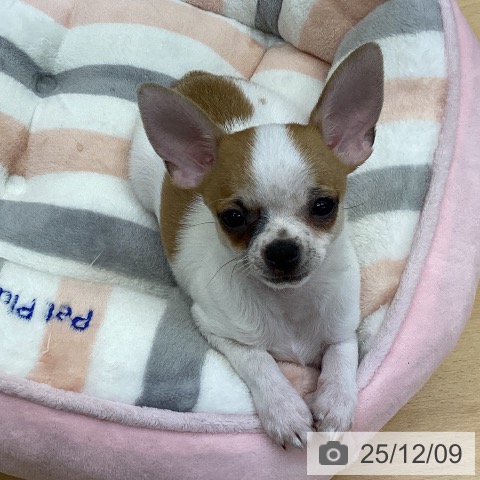 香川県のチワワ(ロング) (ペットプラス 綾川店/2025年9月11日生まれ/男の子/ホワイトレッド)の子犬の4枚目の画像