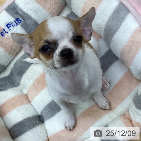 香川県のチワワ(ロング) (ペットプラス 綾川店/2025年9月11日生まれ/男の子/ホワイトレッド)の子犬の3枚目の画像