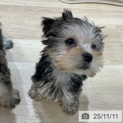 ヨークシャー・テリアの写真