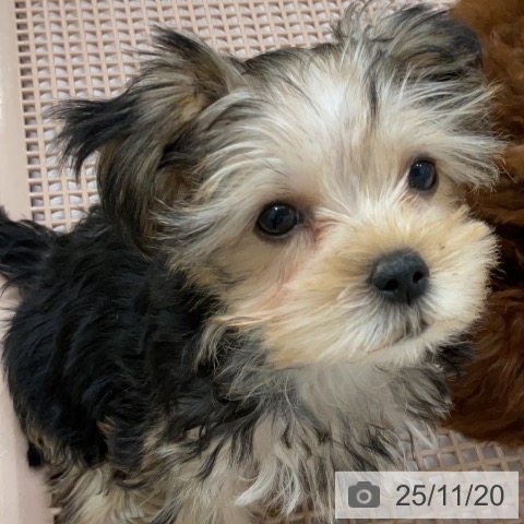 福岡県のヨークシャーテリア (ペットプラス 香椎浜店/2025年9月10日生まれ/女の子/スチールブルータン)の子犬の3枚目の画像