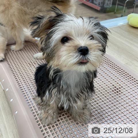 宮崎県のヨークシャーテリア (ペットプラス 宮崎店/2025年9月10日生まれ/女の子/スチールブルータン)の子犬の3枚目の画像