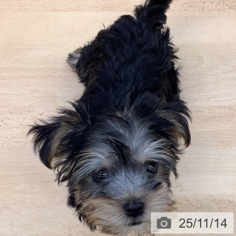 ヨークシャー・テリアの写真